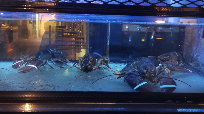 Lobster tank