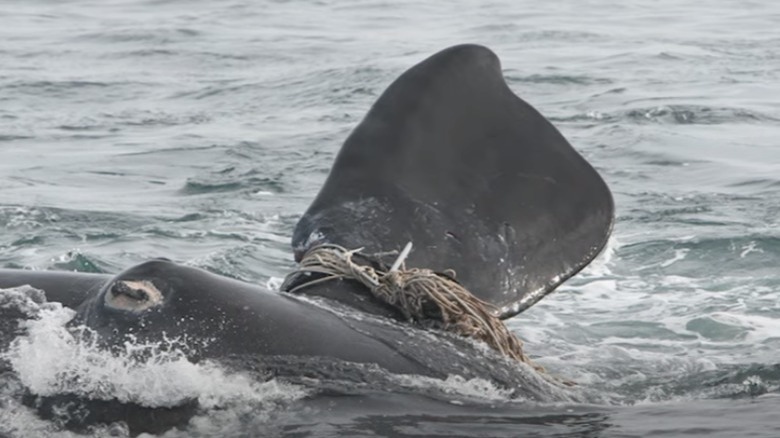 Whale wrapped in fishing gear