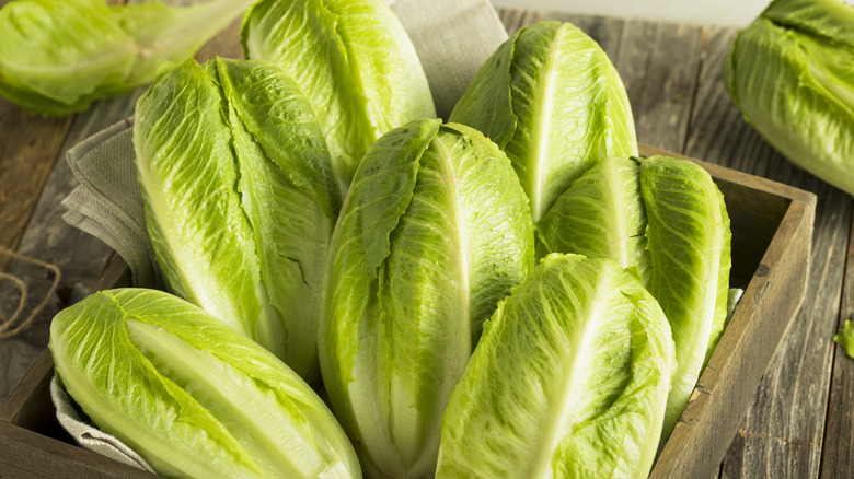 romaine lettuce