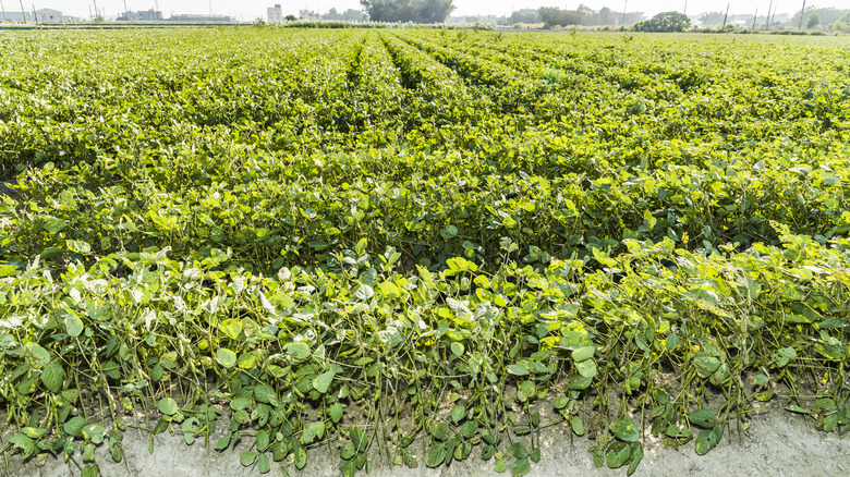 field of black beans growing