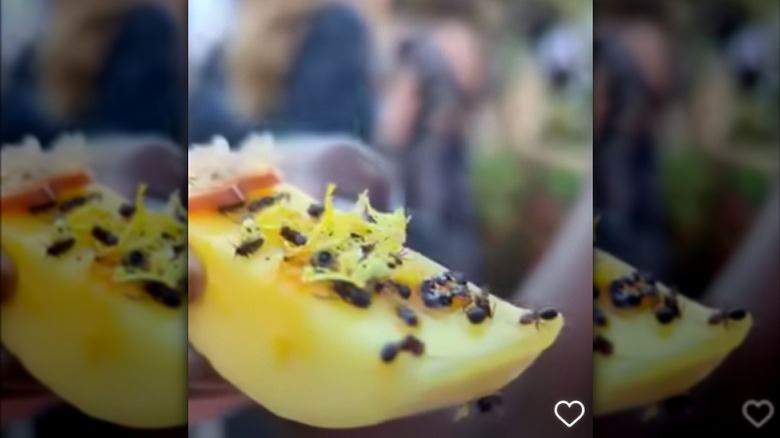 Close up of mango with ants on it