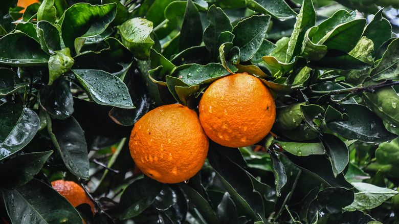 Ripe navel oranges still on tree