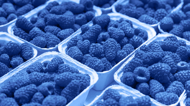 blue raspberries in containers