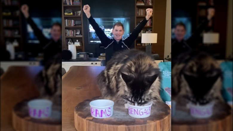 bobby flay's cat stella picks bengals as super bowl winner