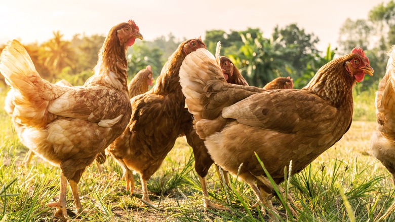 Chickens walking around outside