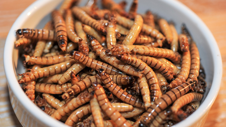 Dish of mealworms