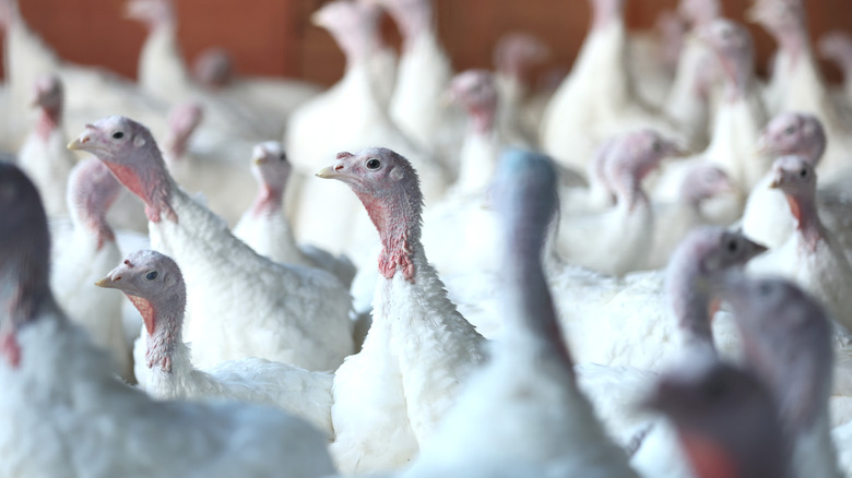 Turkeys in captivity