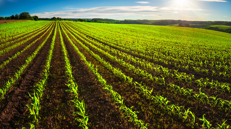 Industrialization of farming