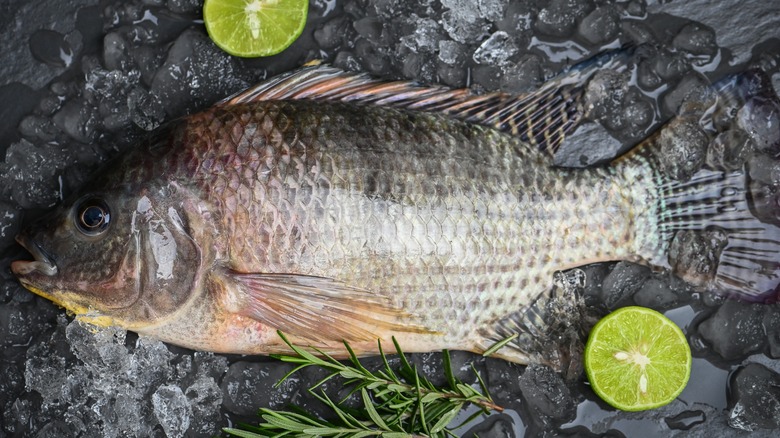 farmed tilapia on black surface