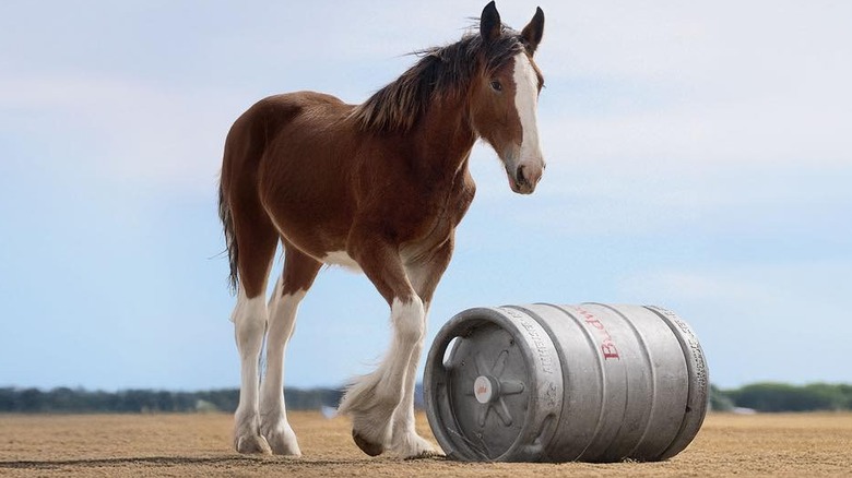 Budweiser Clydesdale foal with beer keg