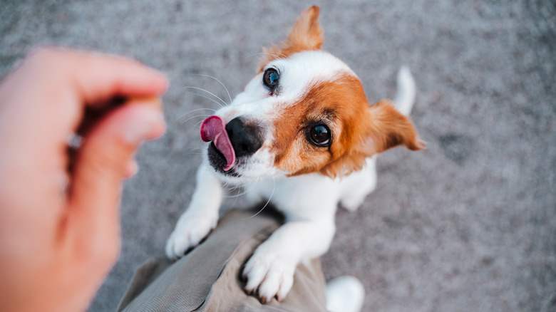 Dog jumping for treat