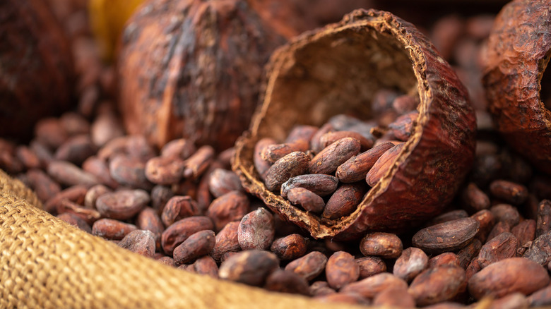 Cacao beans