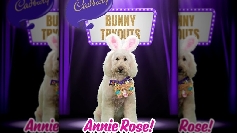 Annie Rose the dog in Cadbury promo shots