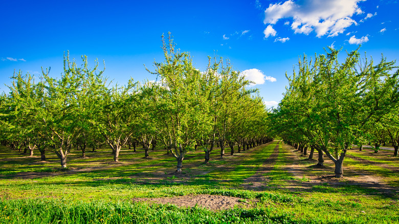 almond tree orchard