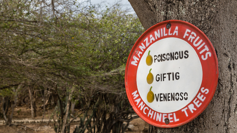 Manchineel tree warning
