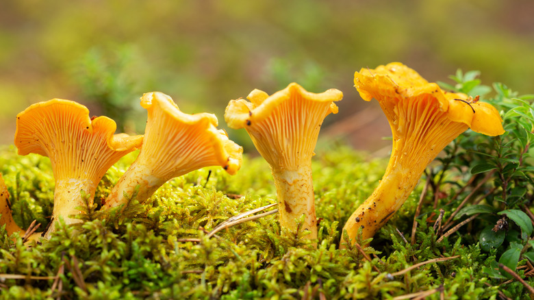 Chantrelle mushrooms