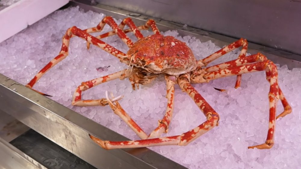 Can You Eat A Giant Japanese Spider Crab