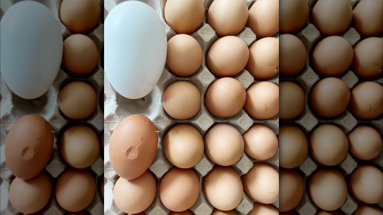 Pallet of chicken eggs with one goose egg