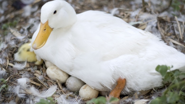 Duck sitting on nest of eggs