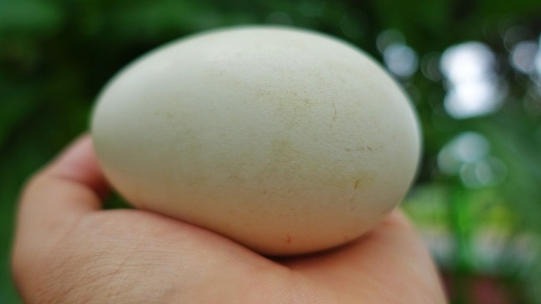 Goose egg sitting in the palm of a hand