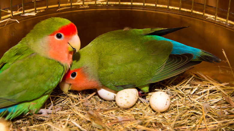 two parrots sitting with eggs