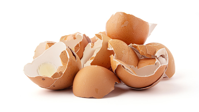 egg shells