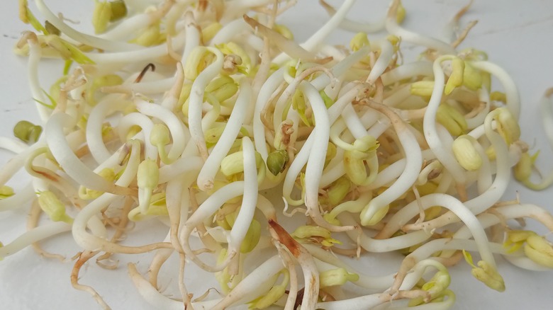 canned bean sprouts