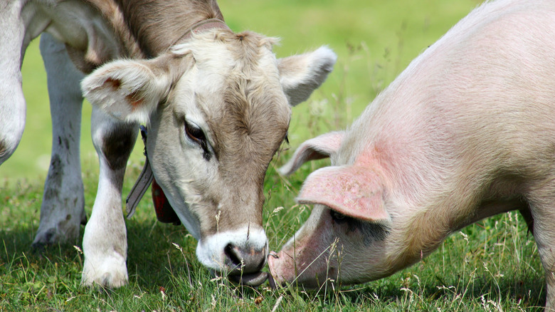 cow and pig grazing together