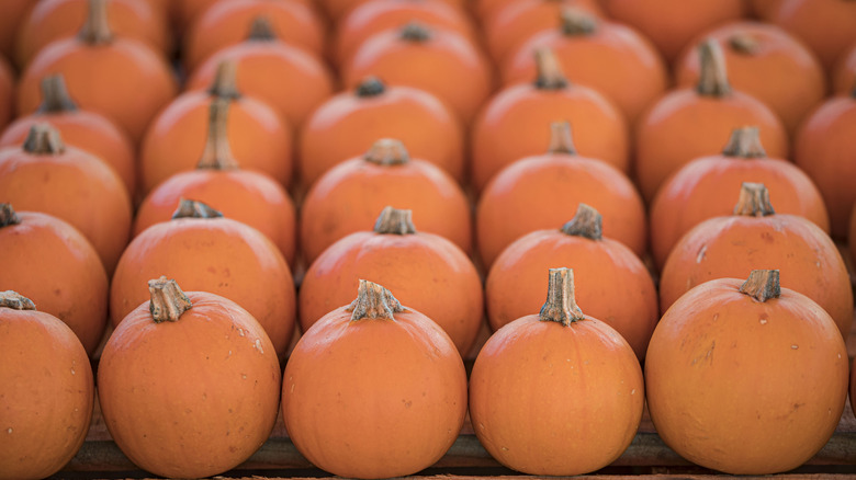 Rows of pumpkins