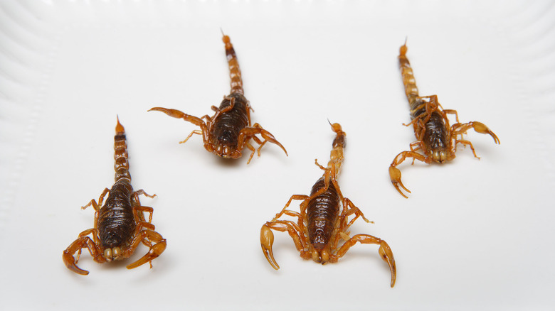 four fried scorpions