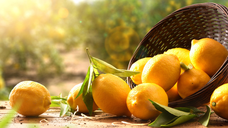 A basket of fresh lemons