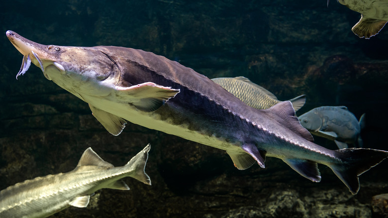 Swimming sturgeon