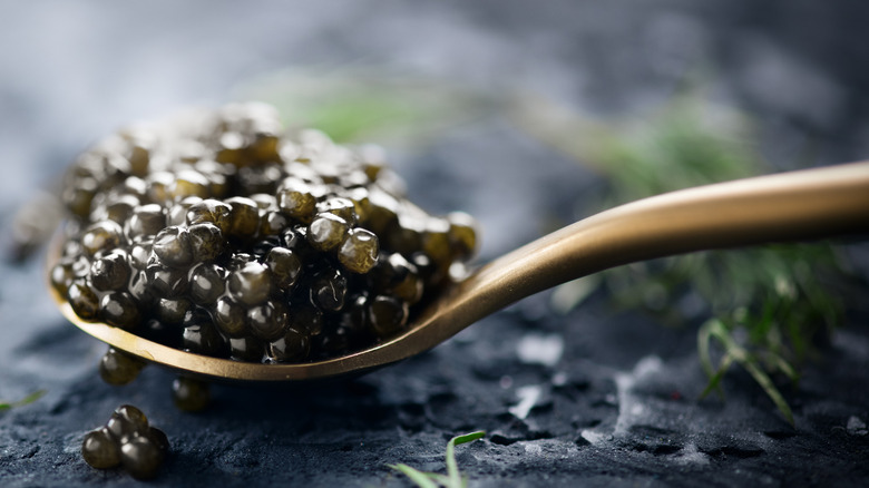 Sturgeon caviar on spoon