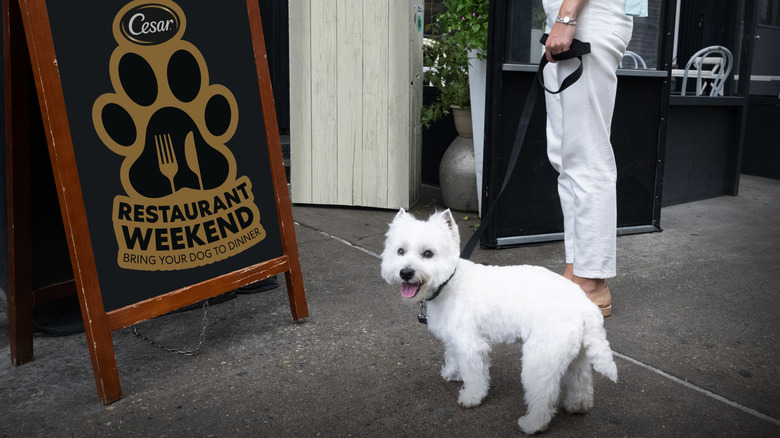 Dog and pet-owner approaching restaurant