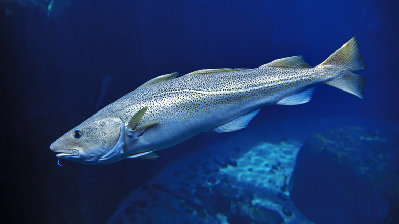 atlantic cod in open water