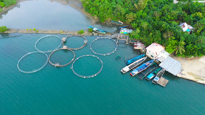 aquaculture pens