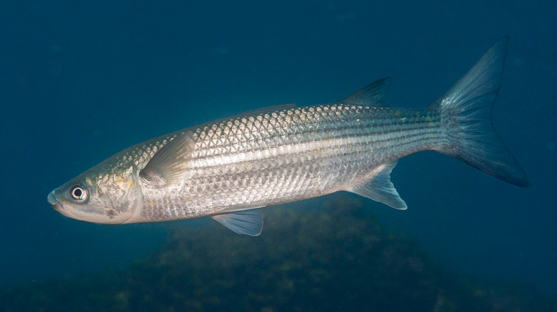 grey mullet in open water