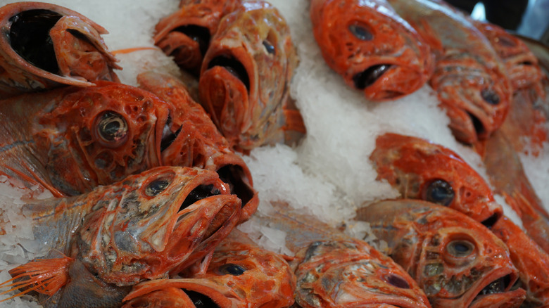 orange roughy for sale