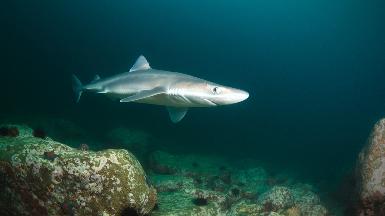 spiny dogfish