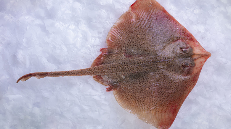 skate fish