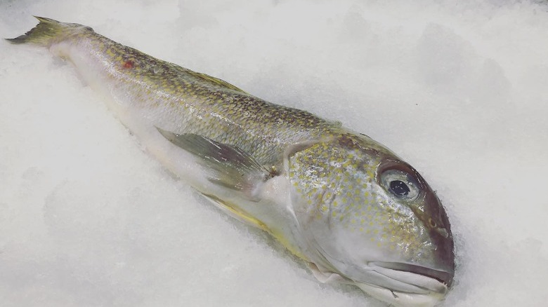 tilefish on ice