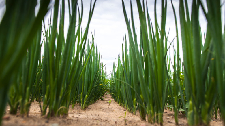 Green onions growing in the field