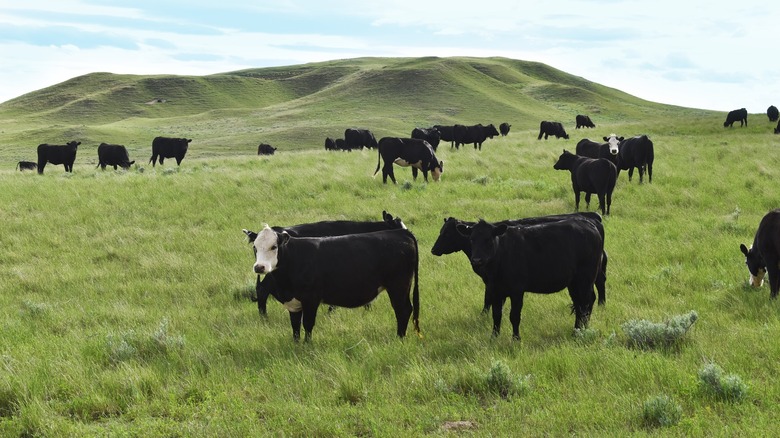 grass fed cows at Teton Waters Ranch