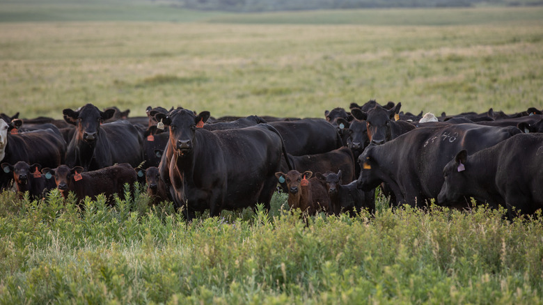 Cattle raised on Blythe Family Farms