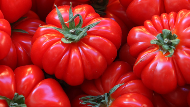 Fresh, recently harvested tomatoes 