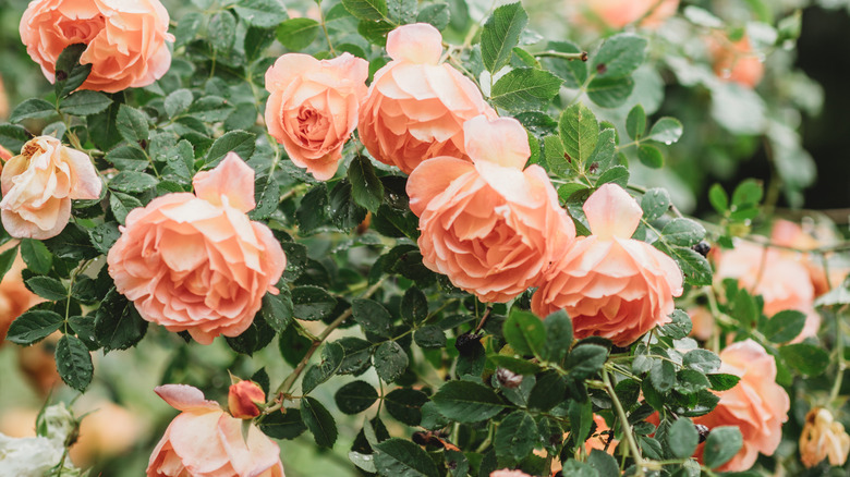 Pink roses on a bush.