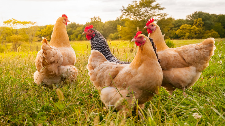 Chickens outdoors in a field