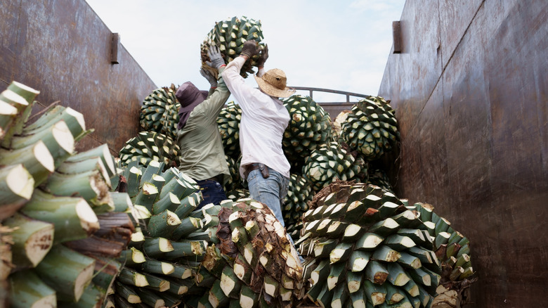 Workers lifting harvested agave 