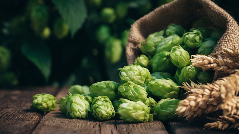 Burlap bag of hops with grain