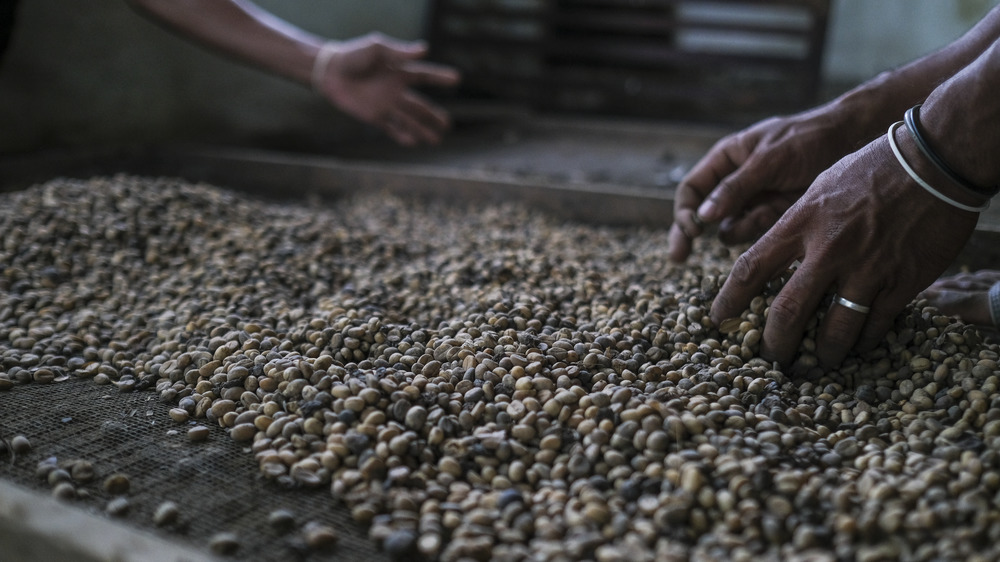 Quality checking coffee beans